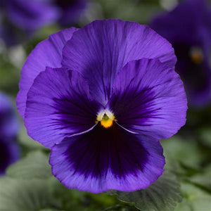 Pansy Delta Pro Deep Blue Blotch - 6 Pack Annual