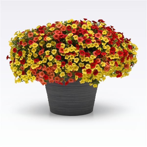 209 Calibrachoa Tropicali - 11" Hanging Basket