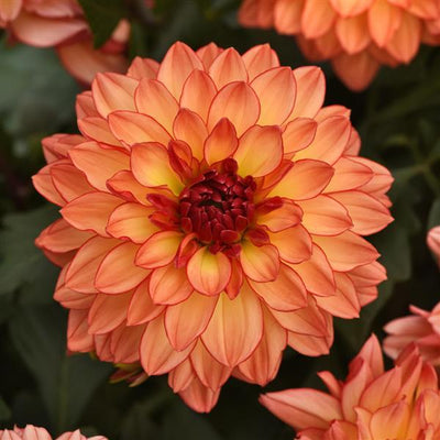 Dahlia Venti Tequila Sunrise - 8" Planter