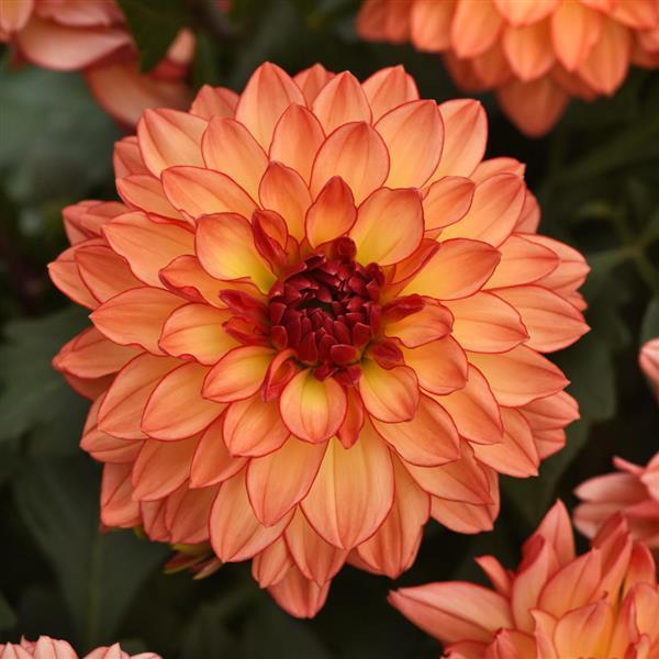 Dahlia Venti Tequila Sunrise - 8" Planter