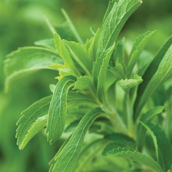 Stevia Sweet Leaf - 4.33" Potted Herb