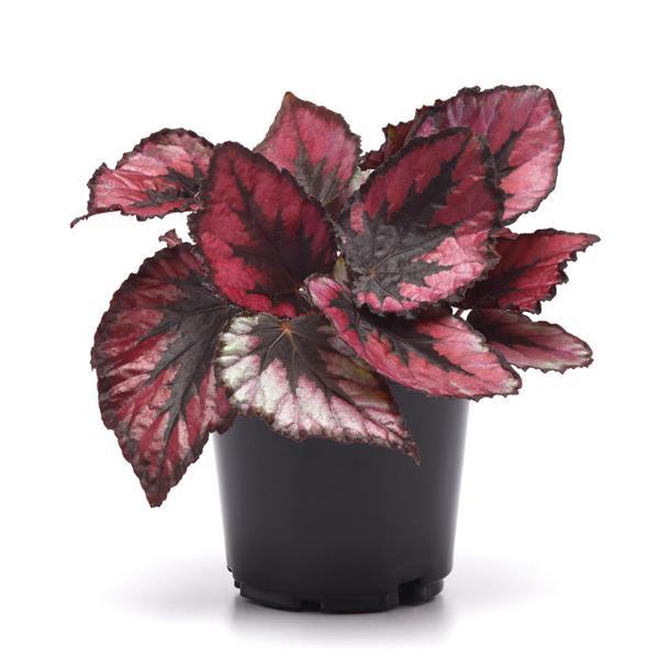 Rex Begonia Jurassic Dino Black Tie - 4.5" Potted Begonia