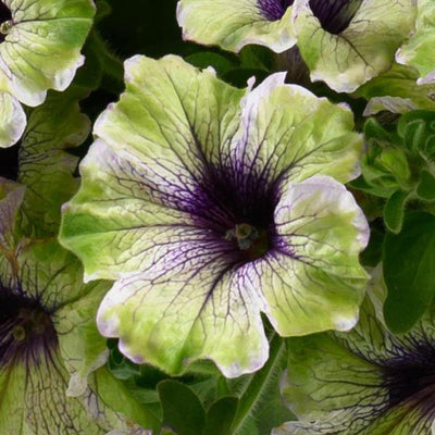 Petunia Amazonas Plum Cockatoo - 11" Hanging Basket