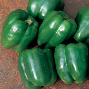 Pepper Lady Bell - 4" Potted Vegetable