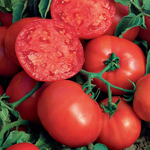 Tomato Beefsteak - 4" Potted Vegetable