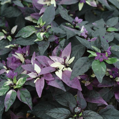 Purple Flash Ornamental Pepper - 5" Fall Annuals