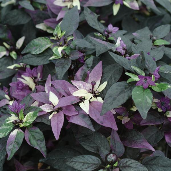 Purple Flash Ornamental Pepper - 5" Fall Annuals