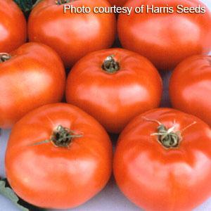 Tomato Jet Star - 4" Potted Vegetable