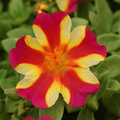 Purslane RioGrande Raspberry Lemonade - 8" Hanging Basket