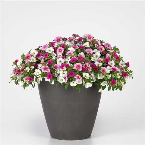 210 Calibrachoa Serendipity - 11" Hanging Basket