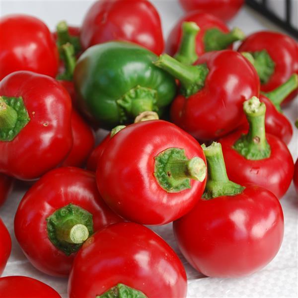 Pepper Red Hot Cherry - 4" Potted Vegetable
