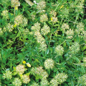 Thyme English - 4.33" Potted Herb