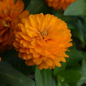 Zinnia Zahara Double Orange Bright - 8" Planter