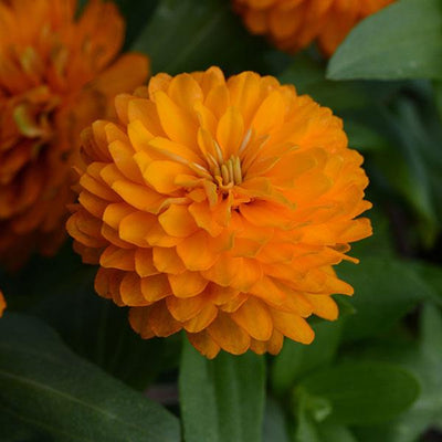Zinnia Zahara Double Orange Bright - 8" Planter