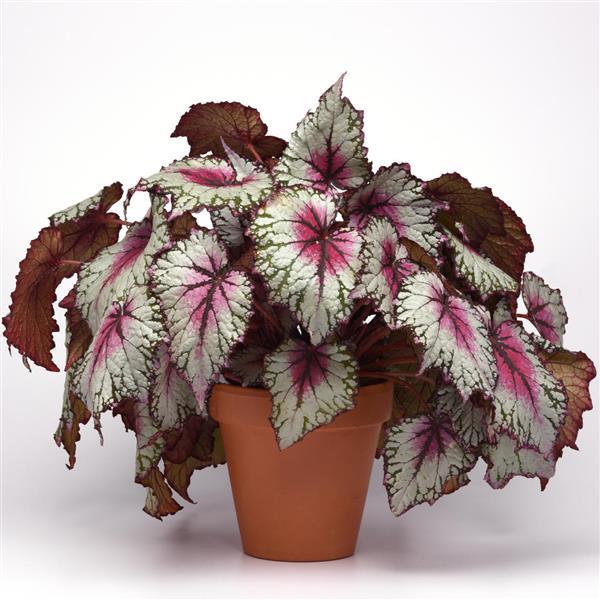 Rex Begonia Jurassic Pink Splash - 4.5" Potted Begonia