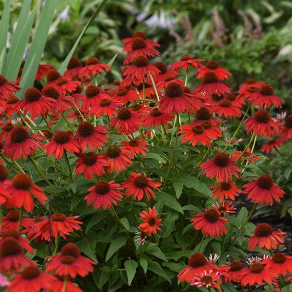 Echinacea Coneflower Sombrero Salsa Red