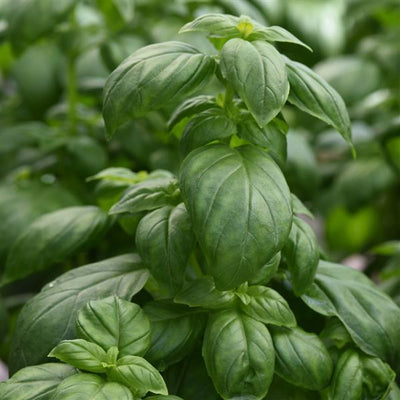 Basil Emerald Tower - 4.33" Potted Herb