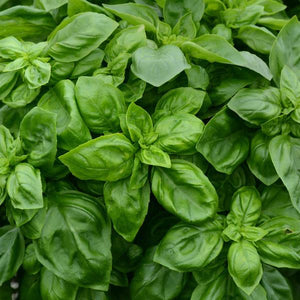 Basil Pesto Party - 4.33" Potted Herb