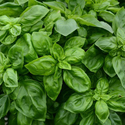 Basil Pesto Party - 4.33" Potted Herb