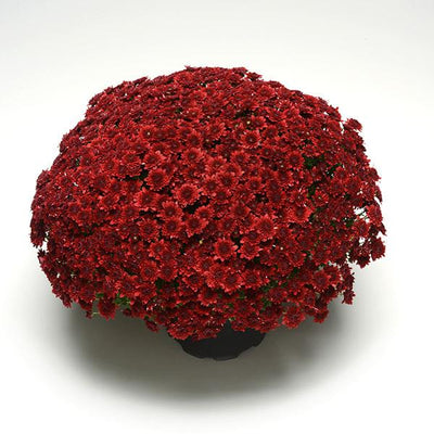 Majesty Red - 9"x6" Potted Garden Mum