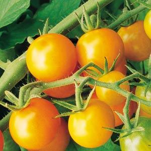 Tomato Sungold - 4" Potted Vegetable