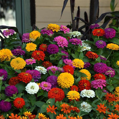 Zinnia Dreamland Zesty Mix - 4 Pack Annual