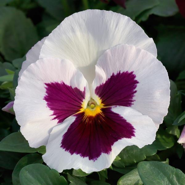 Pansy Grandio White Rose w/ Blotch - 6 Pack Annual
