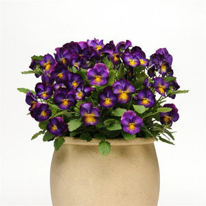 Viola Common Violet Halo Violet - 6" Perennial