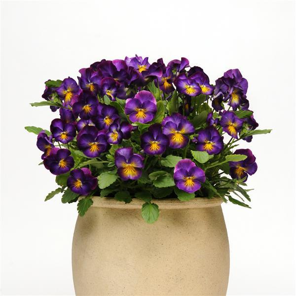 Viola Common Violet Halo Violet - 6" Perennial