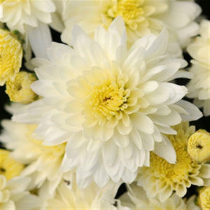 Butter N' Cream - 8"x6" Potted Garden Mum