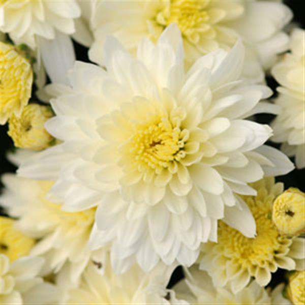 Butter N' Cream - 8"x6" Potted Garden Mum