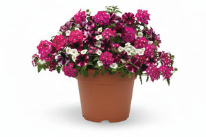 129 Raspberry Sorbet - 11" Hanging Basket