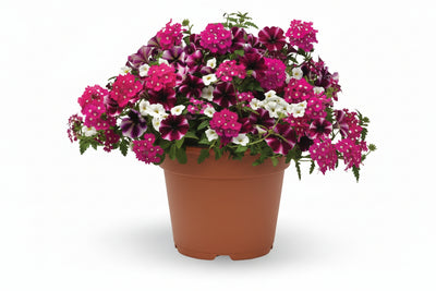 129 Raspberry Sorbet - 11" Hanging Basket