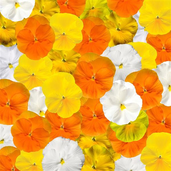 Pansy Delta Pro Citrus Mix - 6 Pack Annual