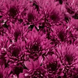 Avalon Purple - 11" Garden Mum Hanging Basket
