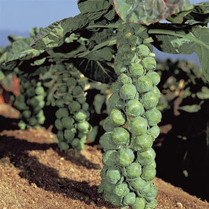Brussel Sprout Jade E - 4 Pack Vegetable