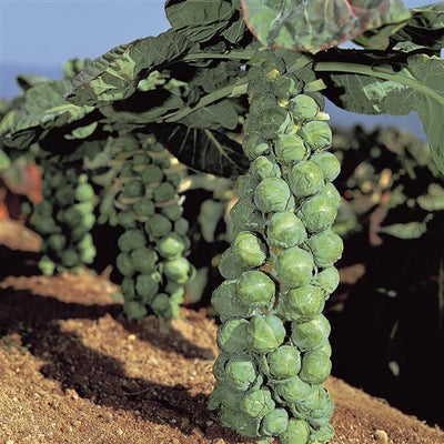 Brussel Sprout Jade E - 4 Pack Vegetable