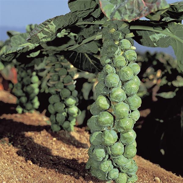 Brussel Sprout Jade E - 4 Pack Vegetable