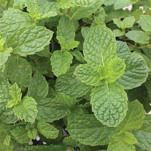 Mint Mojito - 4.33" Potted Herb