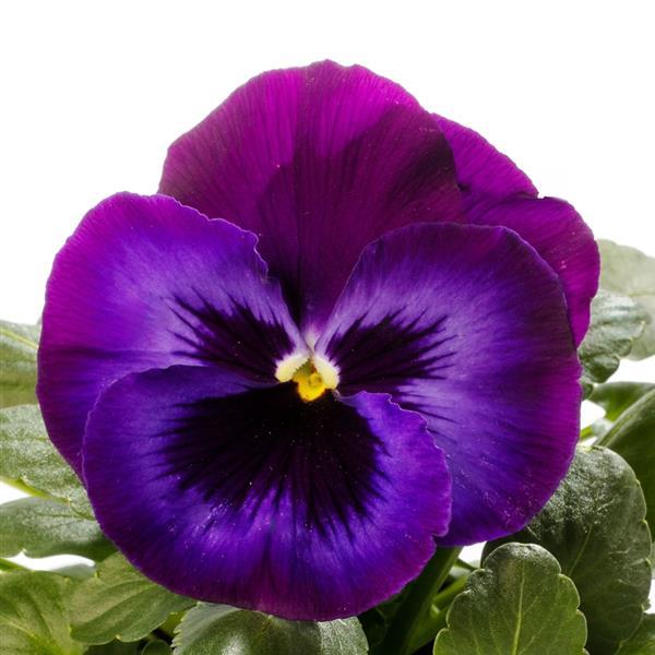 Pansy Delta Pro Neon Violet - Woodlawn