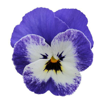 Viola Sorbet xp Delft Blue - 6 Pack Annual