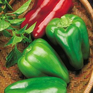 Pepper Big Bertha - 4" Potted Vegetable