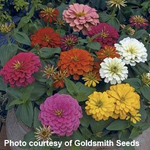 Zinnia Dreamland Magellan Mix - 4 Pack Annual