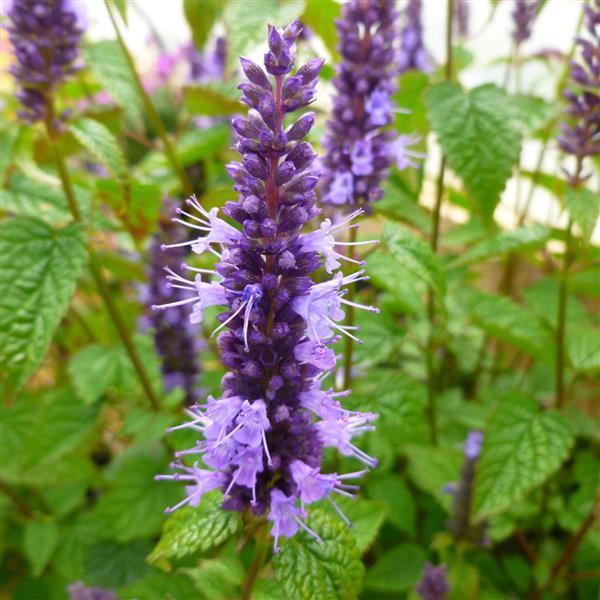 Agastache Hyssop Little Adder