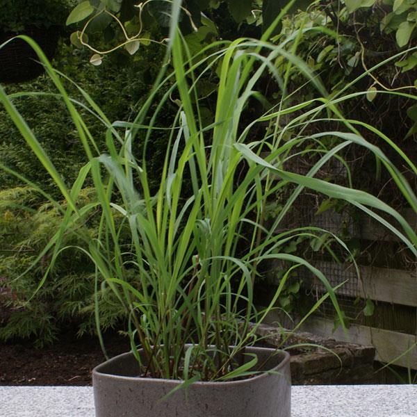 Lemongrass - 4.33" Potted Herb