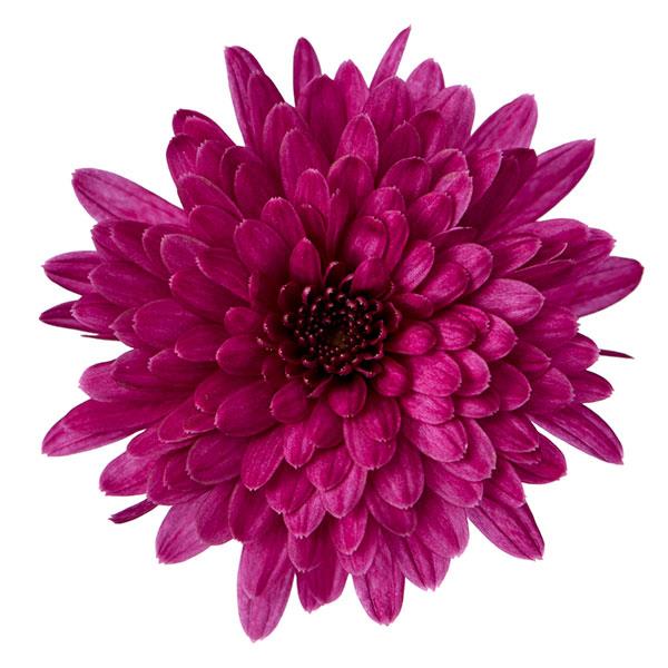 Morgana Purple - 5" Potted Garden Mum