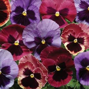 Pansy Matrix Coastal Sunrise Mix - Woodlawn