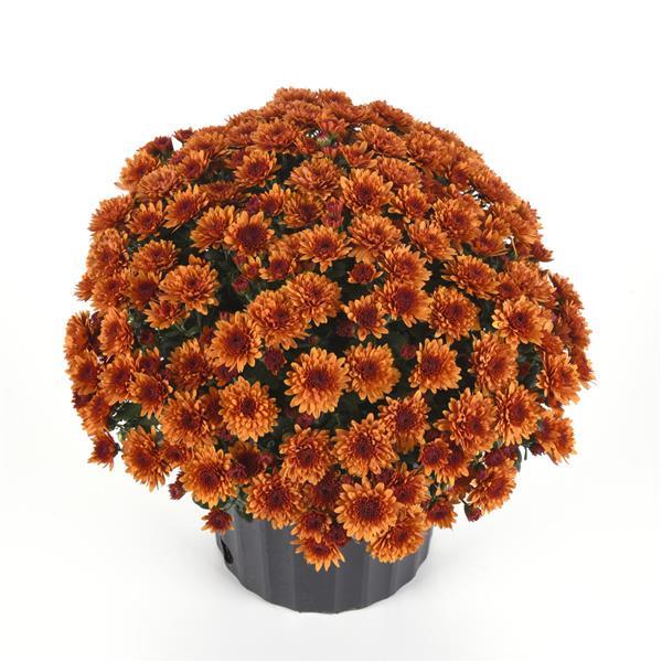 Katelli Bronze - 5" Potted Garden Mum