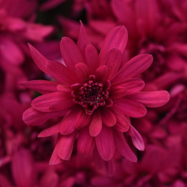 Grapeberry Neon Purple - 9"x6" Potted Garden Mum