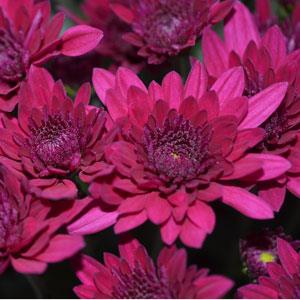 Majesty Purple - 10" Deco Pot Garden Mum